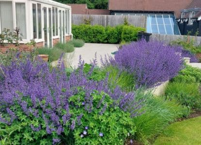 flowers for summer colour