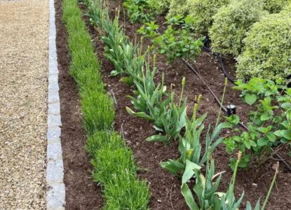 low-water gardening