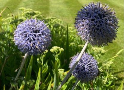 pollinator plants