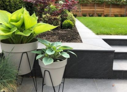low-maintenance plants